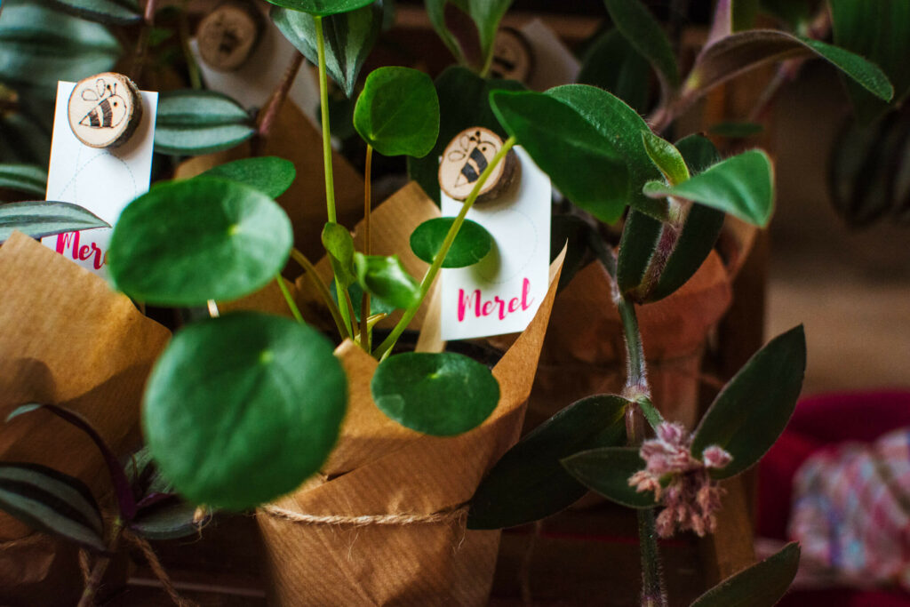 Houten magneetje in plantje als doopsuiker